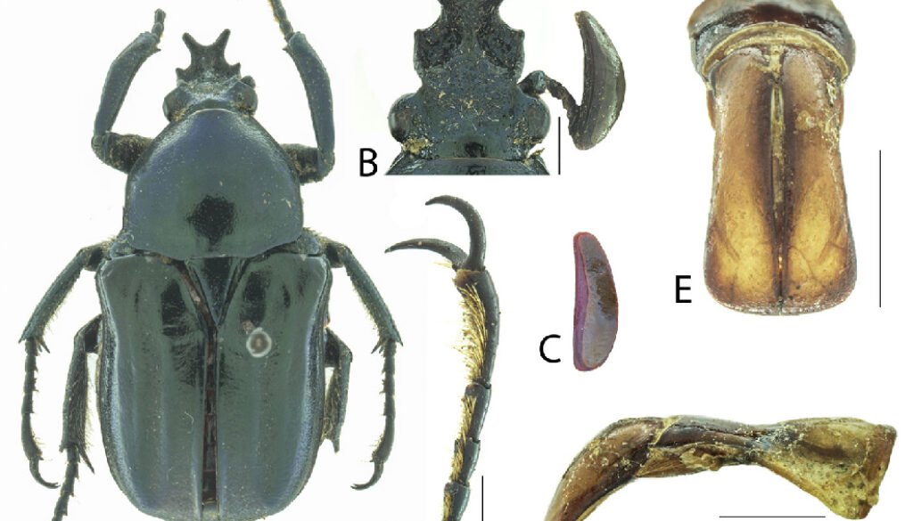 08destaca-Neoscelis-septentrionalis-oct-2025
