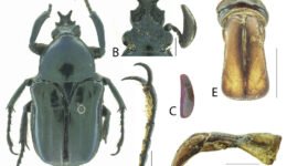 08destaca-Neoscelis-septentrionalis-oct-2025