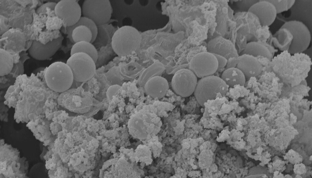08destaca-Xanthophyceae-y-Eustigmatophyceae-ene-2026