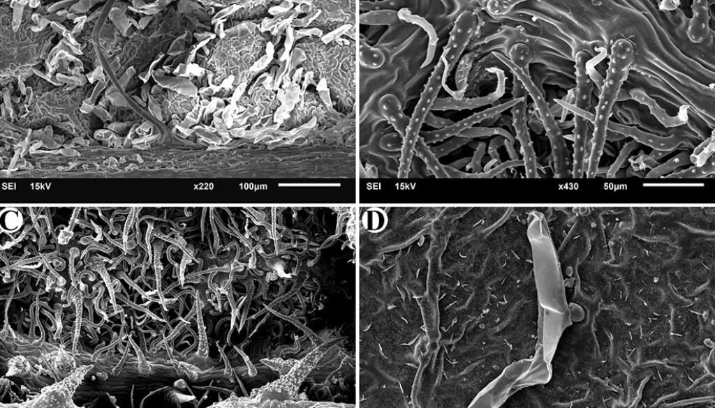 08destaca-trichomes-oct-2025