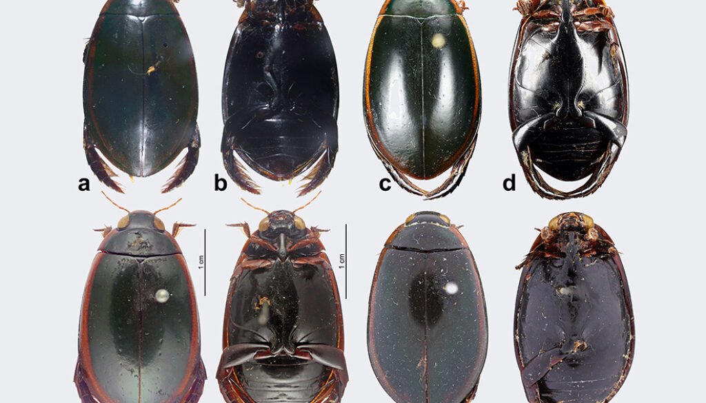 09destaca-Cybistrinae-oct-2025