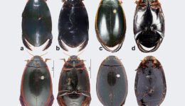 09destaca-Cybistrinae-oct-2025