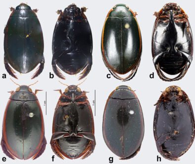 09destaca-Cybistrinae-oct-2025