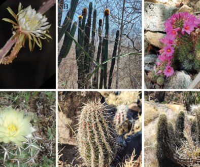 09destaca-Diversidad-cactaceas-jun-2026