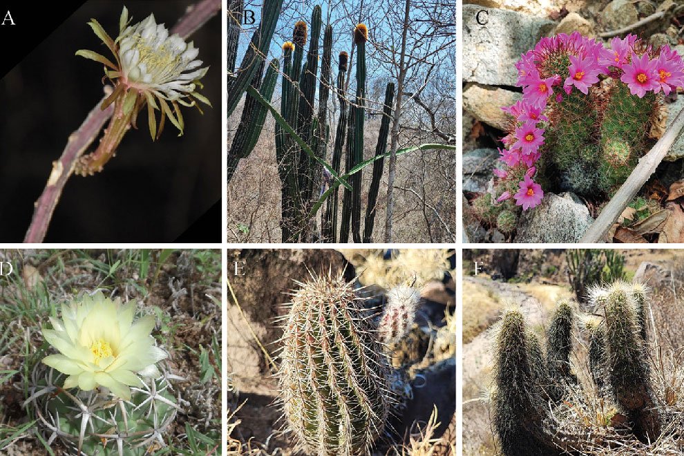 09destaca-Diversidad-cactaceas-jun-2026