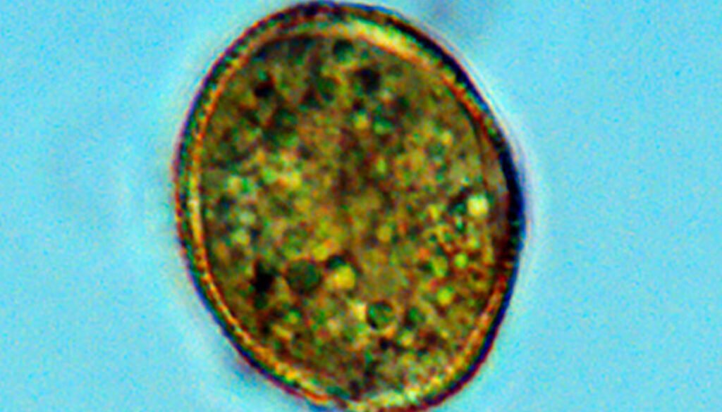 09destaca-Morphology-and-reproductive-ago-2026