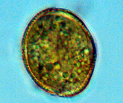 09destaca-Morphology-and-reproductive-ago-2026