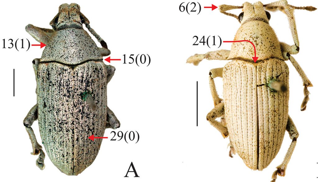 09destaca-Phylogeny--weevil-genus-ago-2025