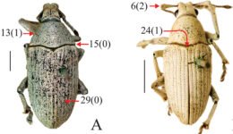 09destaca-Phylogeny--weevil-genus-ago-2025
