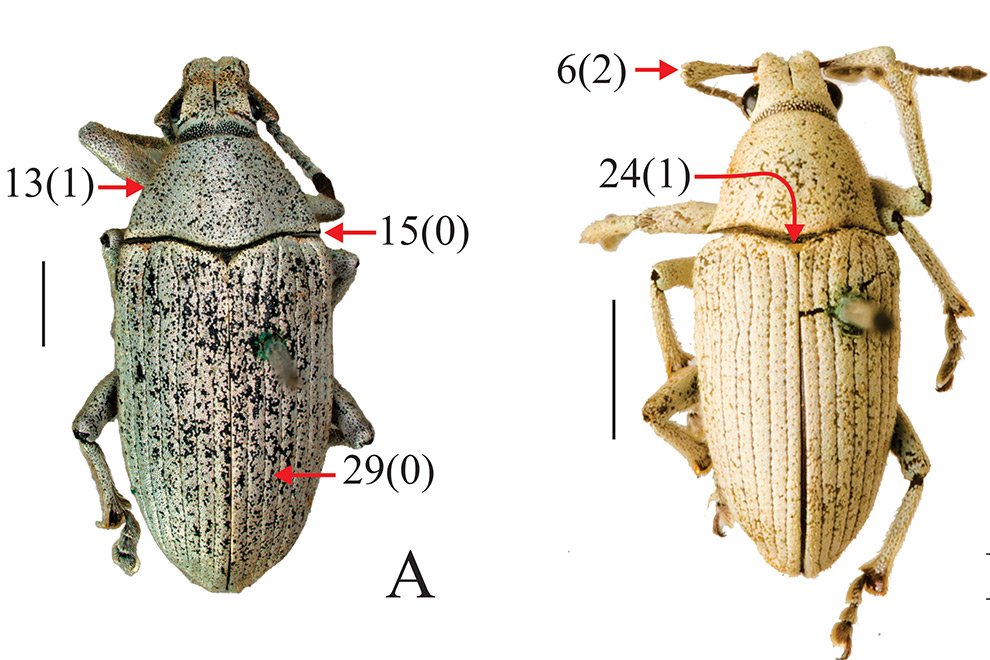 09destaca-Phylogeny--weevil-genus-ago-2025