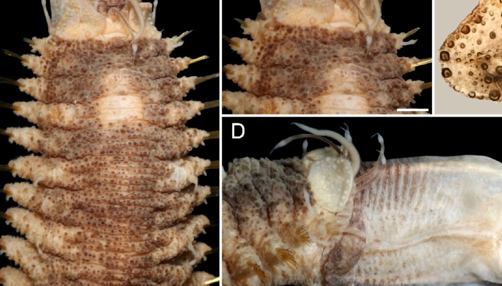 09destaca-Revision-of-Hermenia-oct-2025