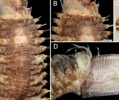 09destaca-Revision-of-Hermenia-oct-2025