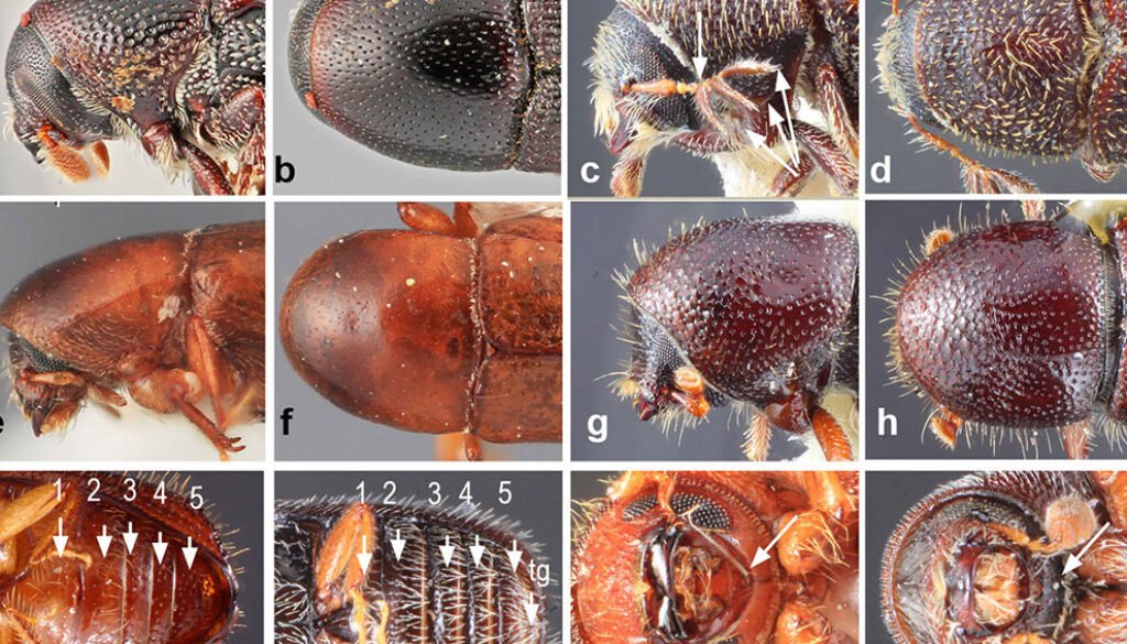 09destaca-Scolytinae-ene-2026