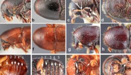 09destaca-Scolytinae-ene-2026