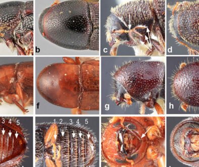 09destaca-Scolytinae-ene-2026