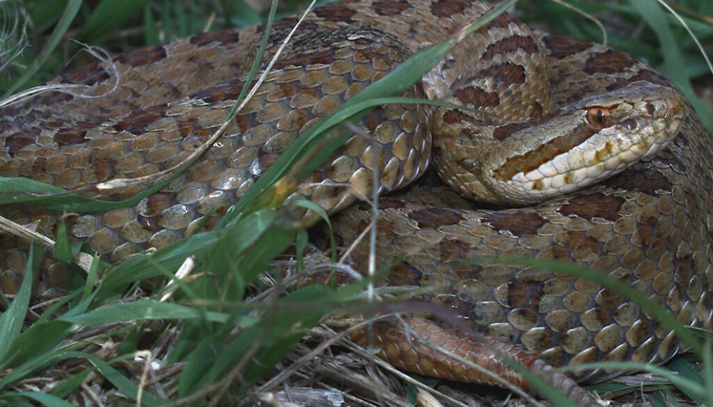 10destaca-Ontogenetic-oct-2025