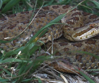 10destaca-Ontogenetic-oct-2025