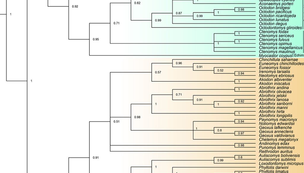 10destaca-roedores-de-Chile-ene-2026