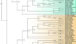 10destaca-roedores-de-Chile-ene-2026