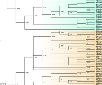 10destaca-roedores-de-Chile-ene-2026