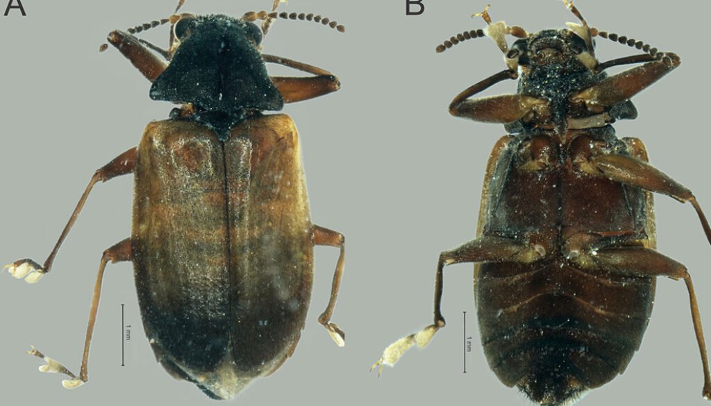 11destaca-genero-Psephenops-ene-2026