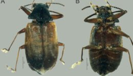 11destaca-genero-Psephenops-ene-2026