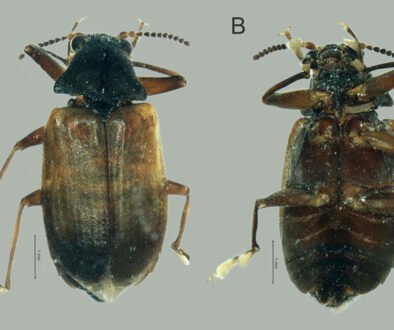 11destaca-genero-Psephenops-ene-2026