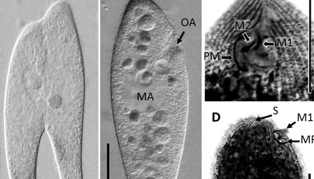 12destaca-COI-based-phylogeny-ene-2026