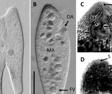 12destaca-COI-based-phylogeny-ene-2026