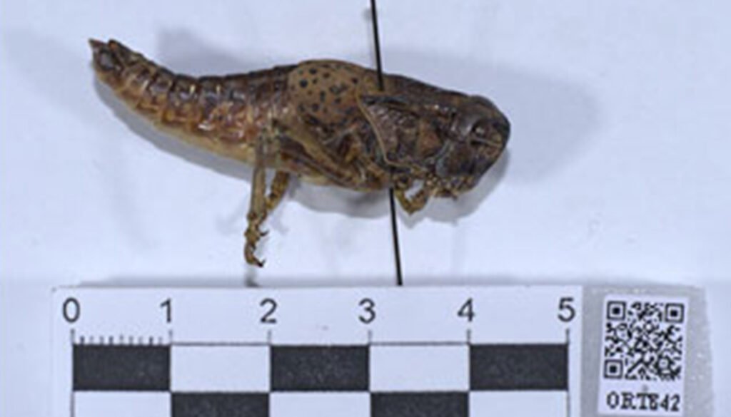 12destaca-Digitization-and-integration-of-Orthoptera-ago-2026