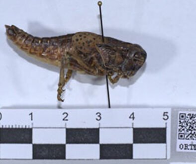 12destaca-Digitization-and-integration-of-Orthoptera-ago-2026