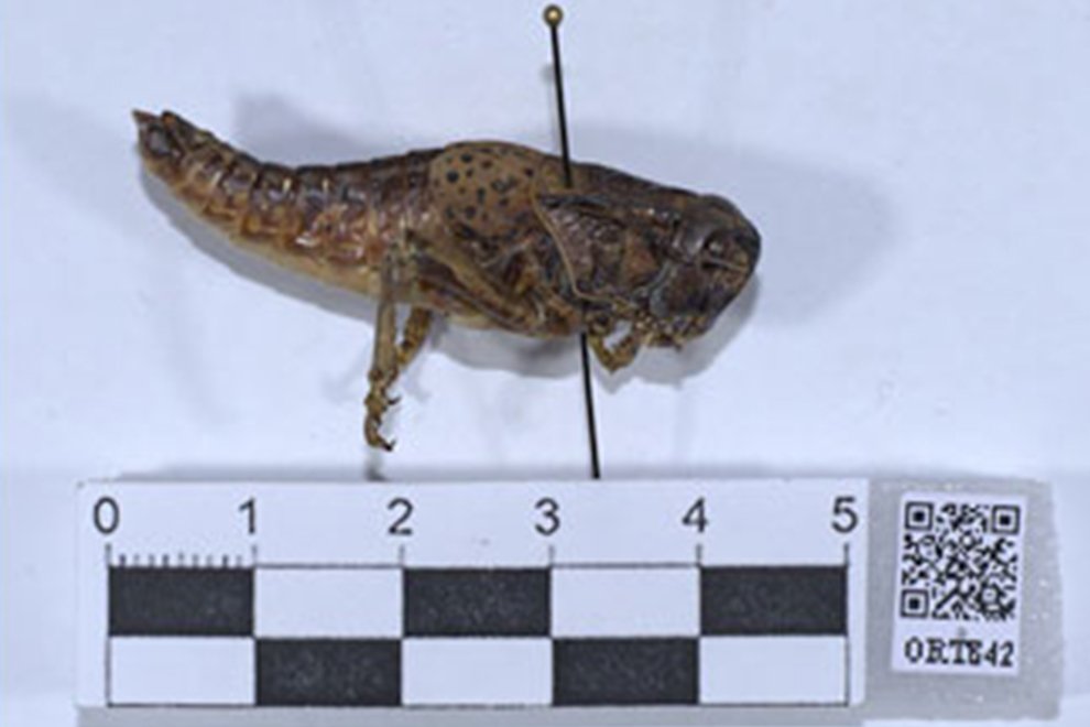 12destaca-Digitization-and-integration-of-Orthoptera-ago-2026