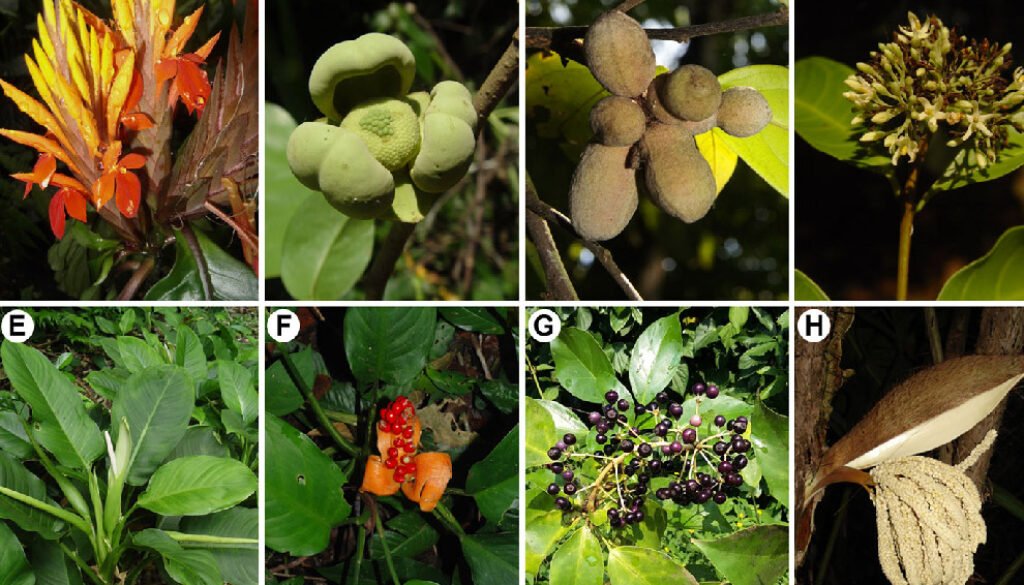 12destaca-Los-Tuxtlas-Veracruz-oct-2025