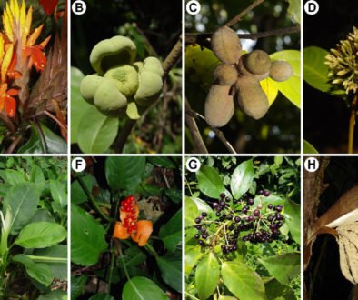 12destaca-Los-Tuxtlas-Veracruz-oct-2025