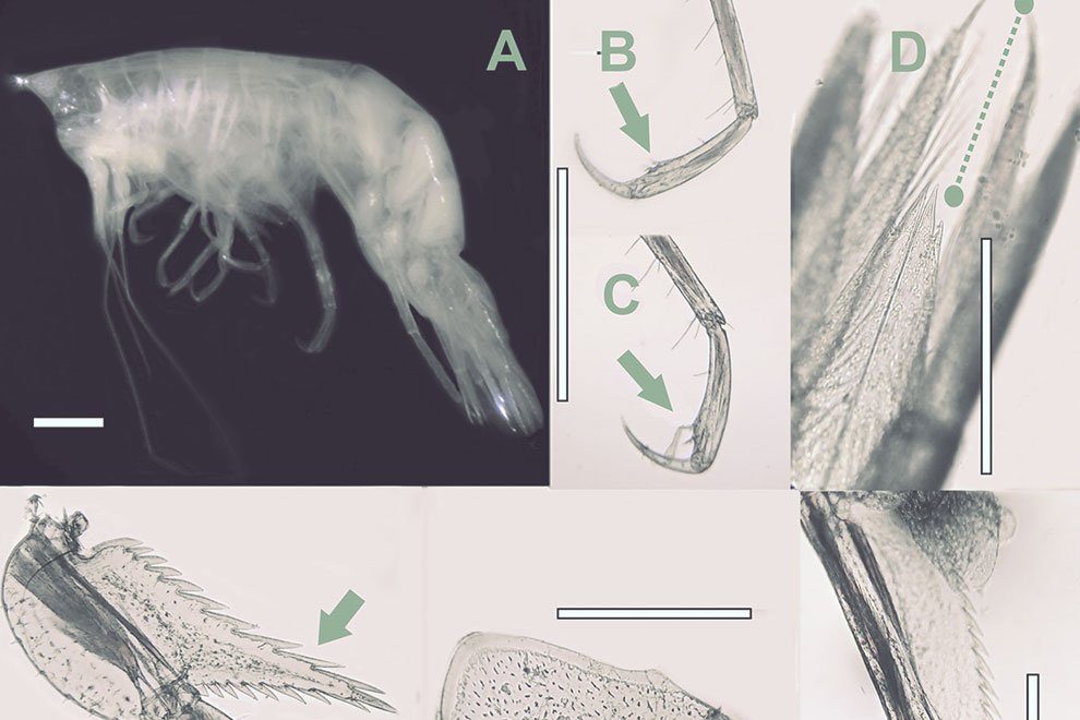 destaca-Amphipoda-nov2020