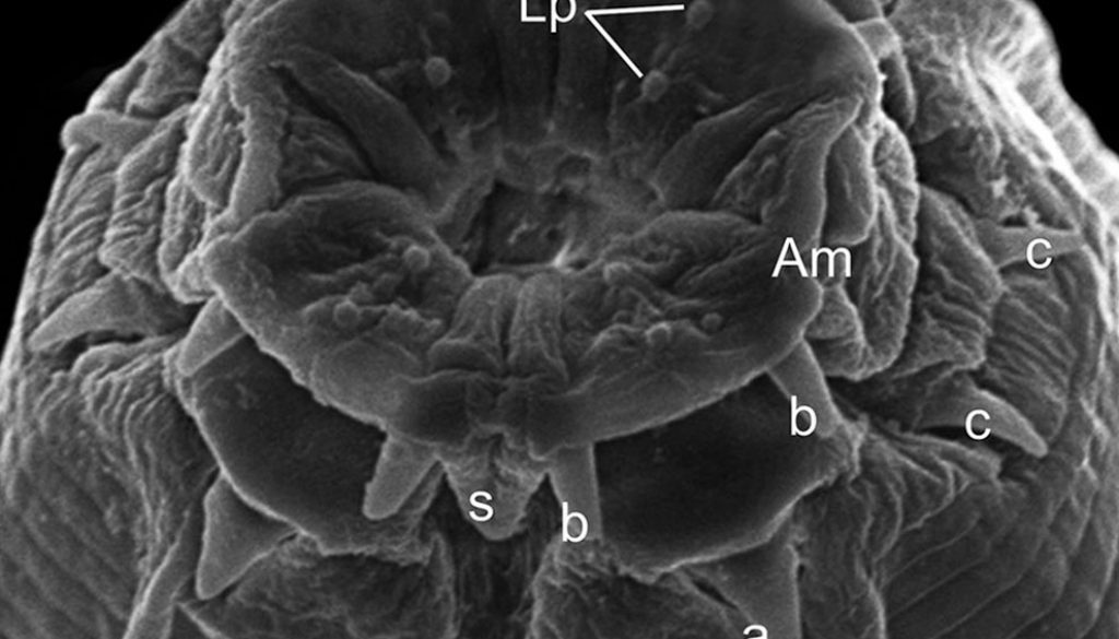 destaca-nematoda-nov2020