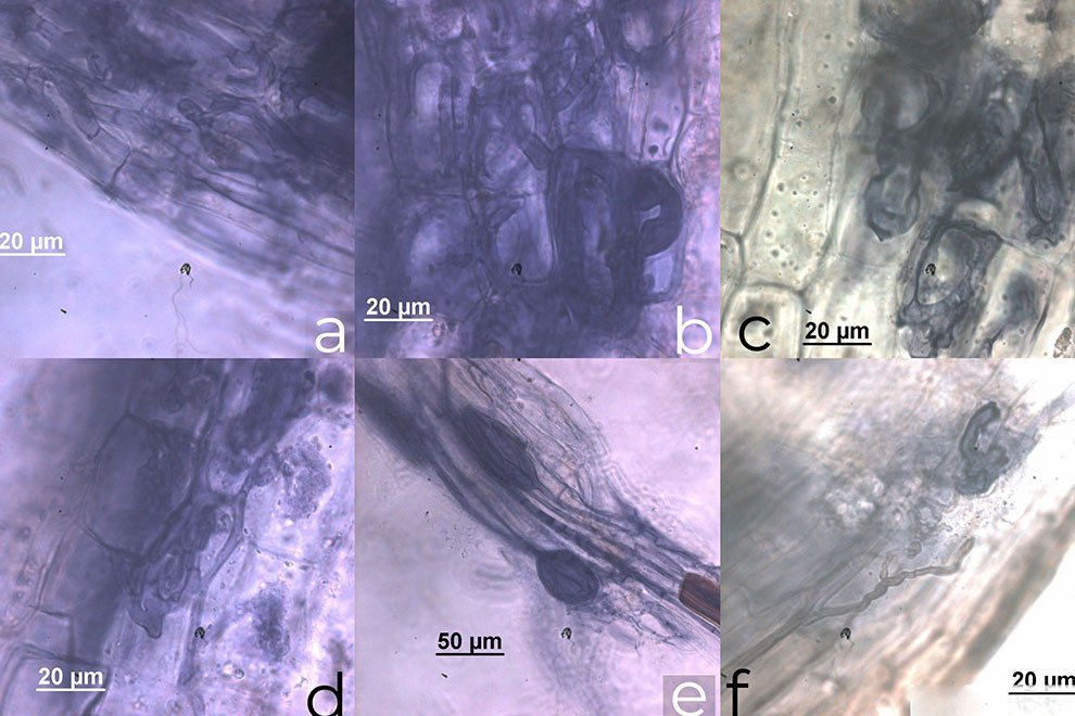 destaca-coccothrinax-dic2020