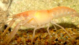 destaca-crayfish-mayo2021