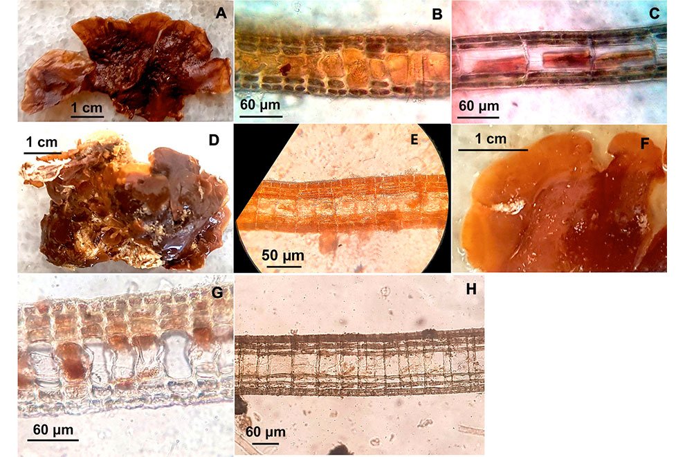 destaca-Lobophora-junio2021