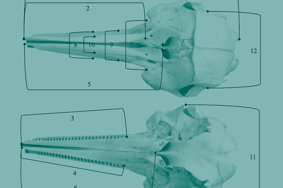 05destaca-craneos-delfin-ago2021