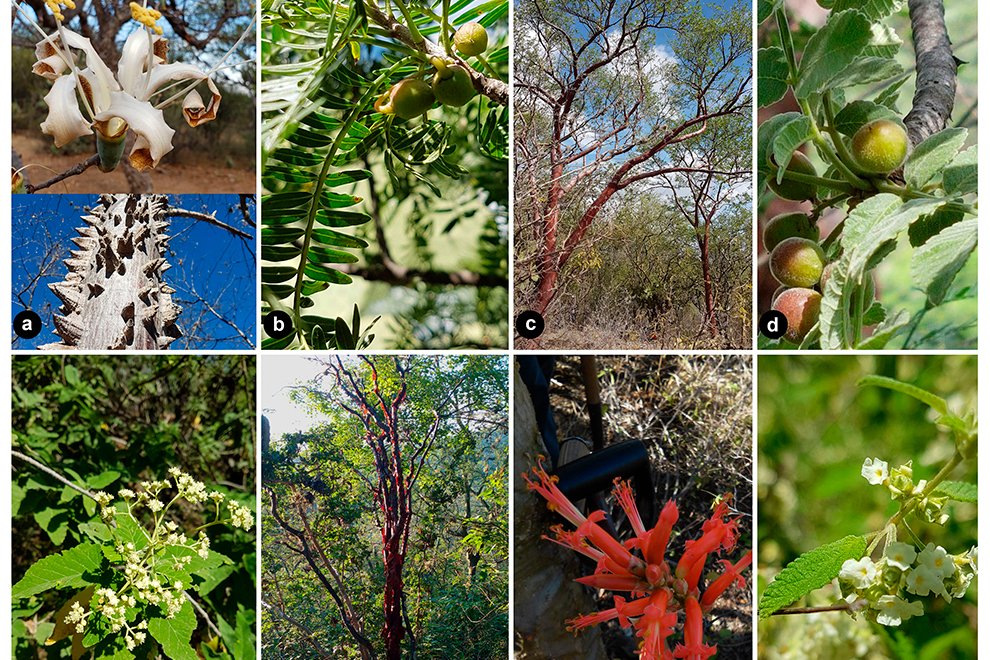 09destaca-tree-tehuacan-ago2021