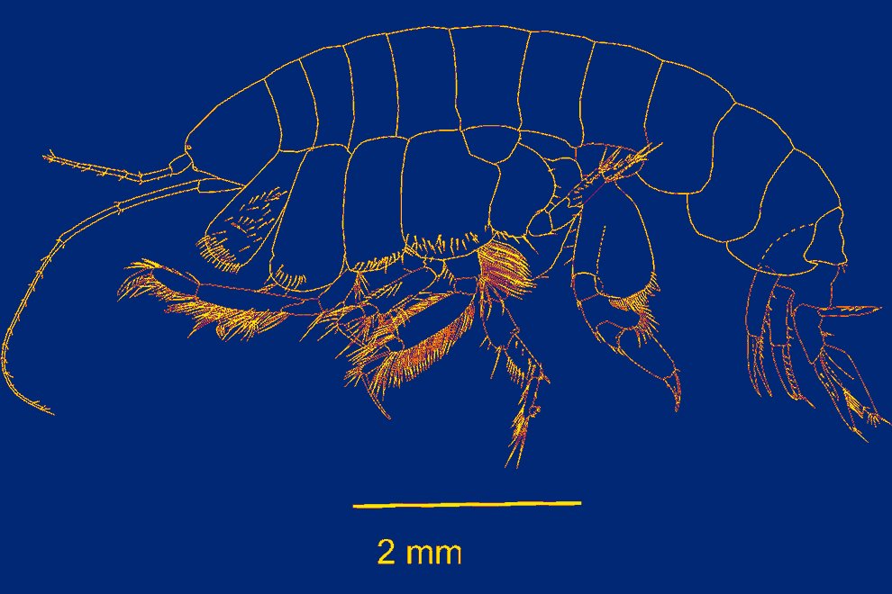 destaca-Ampelisca-Crustacea-sep2021