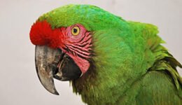 destaca-Military-Macaws-sep2021