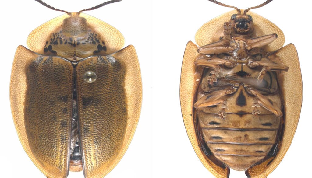 3896destaca-Mexican-leaf-oct2021