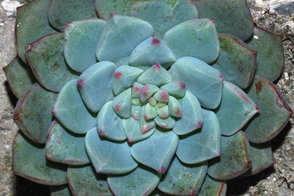 destaca-Echeveria-andreae-feb2022