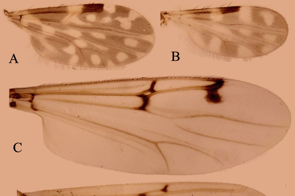 destaca-biting-midges-feb2022