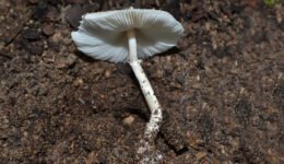 des-mayo2022-leucocoprinus-rhodolepis