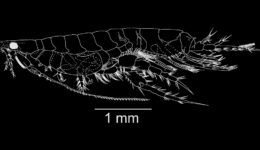 03des-ago-genus-Eudevenopus