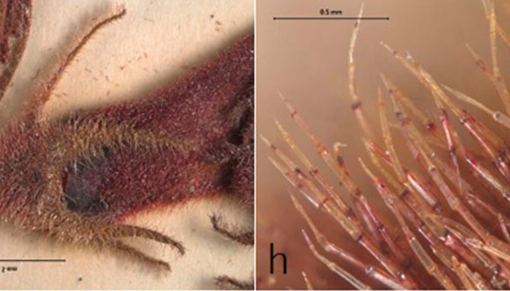 06des-ago-mixe-y-yautepec