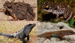 02rmb-des-nov-Herpetological-diversity